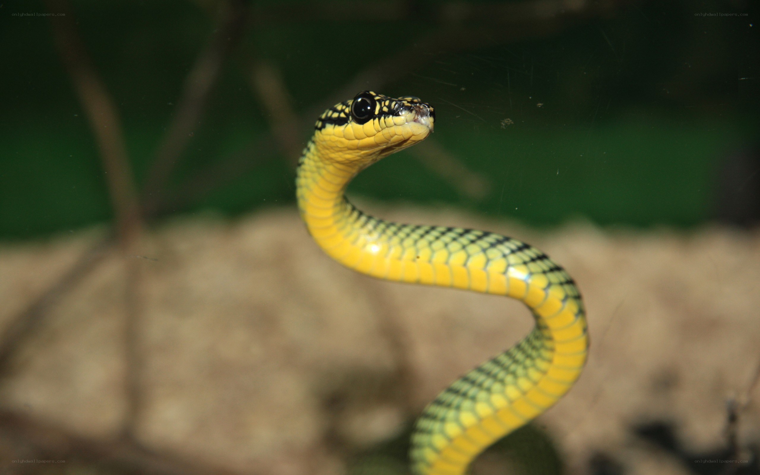 yellow and black snake coiled