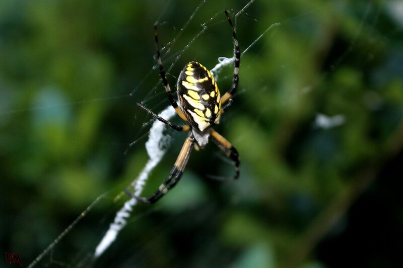 Yellow-and-black Spider — Black
