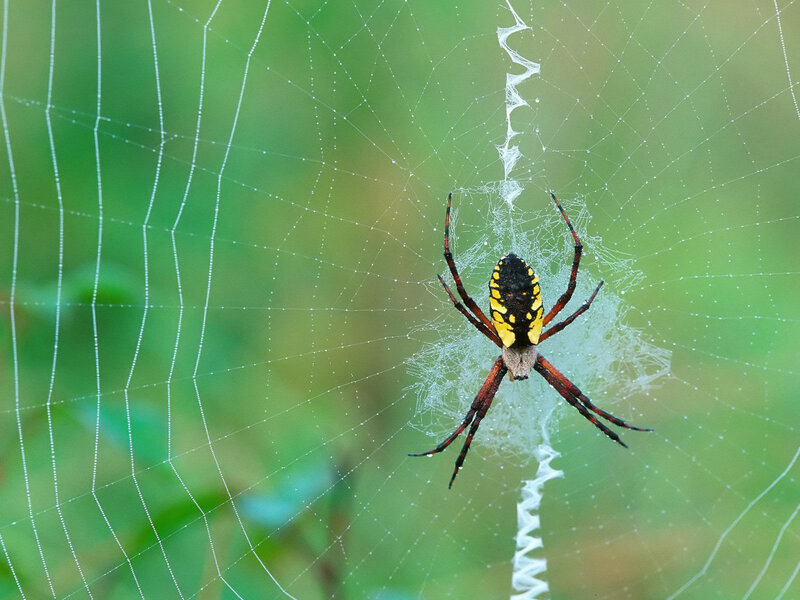 Yellow and Black Spider — Green, Natural, Afternoon, Photograph