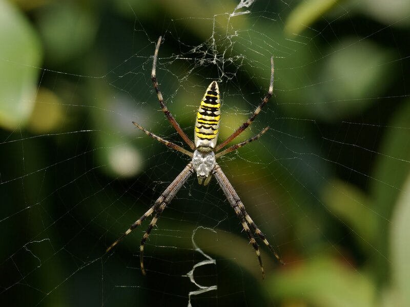 Yellow and Black Spider — Green, Natural, Afternoon