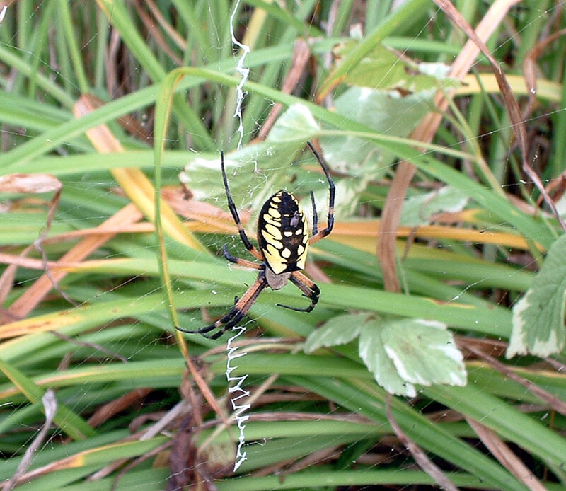 Yellow and Black Spider — Green, Natural