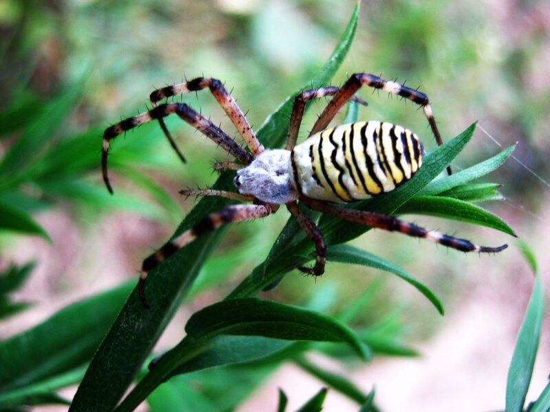 Yellow-and-black Spider — Green