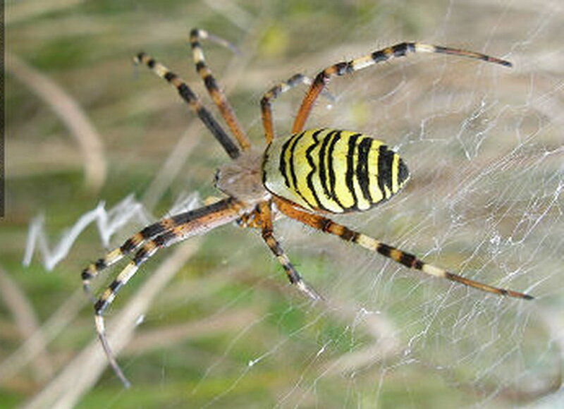 Yellow and Black Spider — Natural
