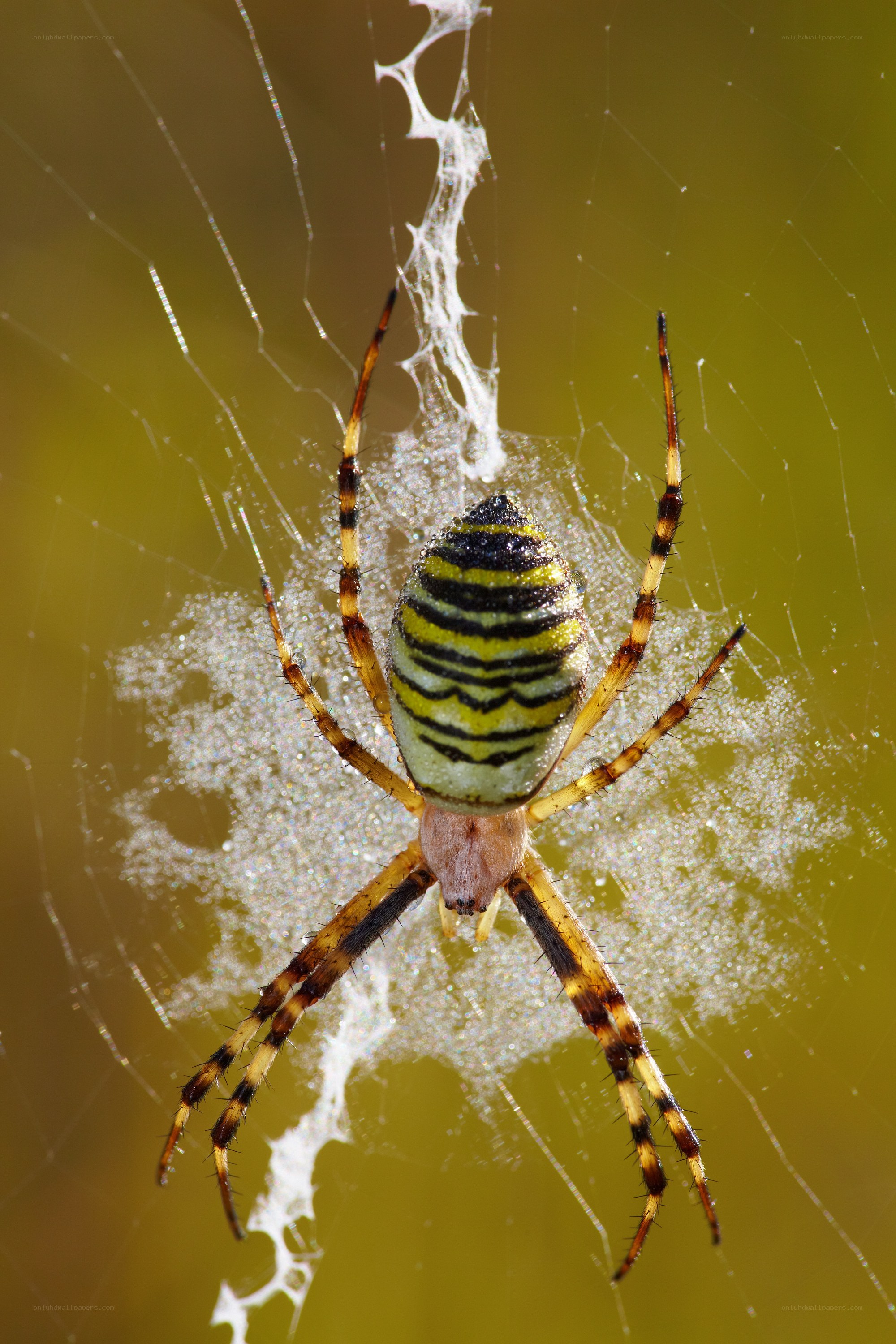 Yellow and black spider on web
