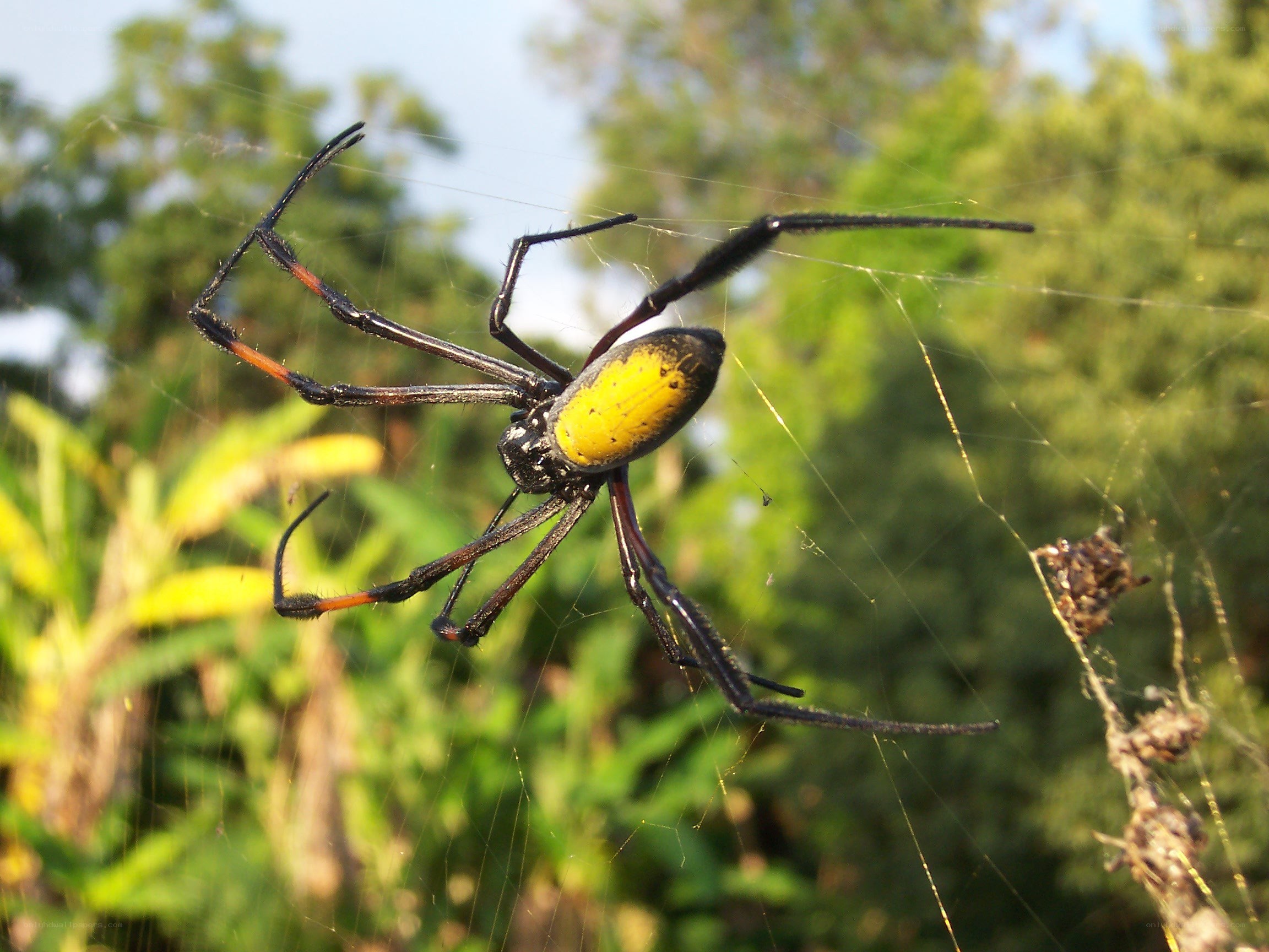 yellow and black spider on web