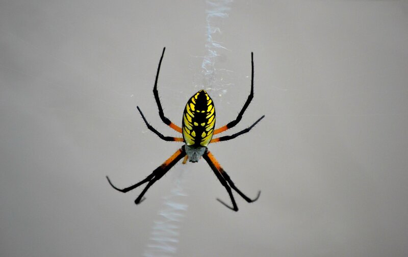 yellow and black spider on web
