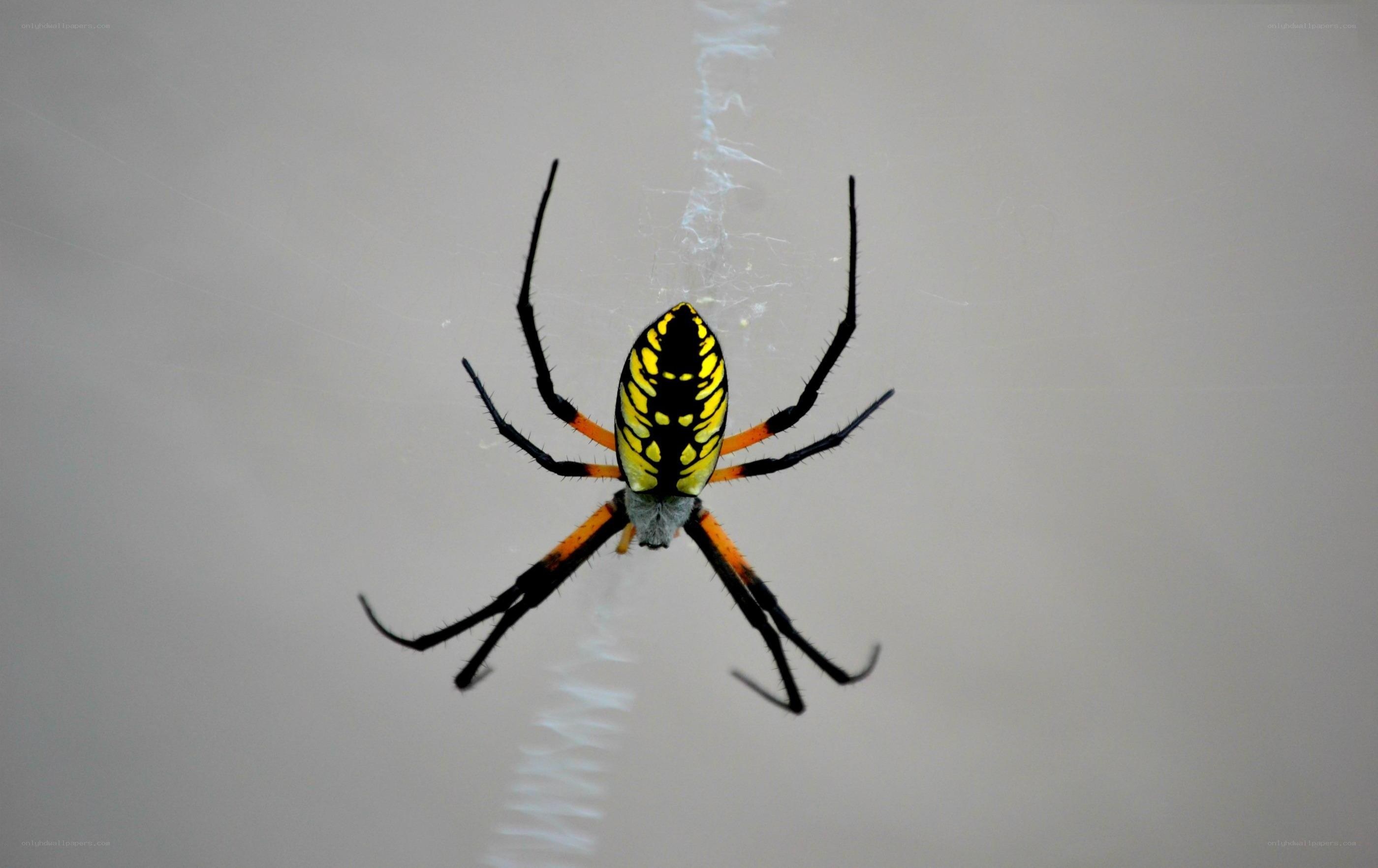 yellow and black spider on web