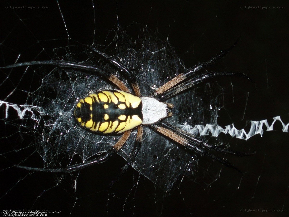 Yellow and black spider on web