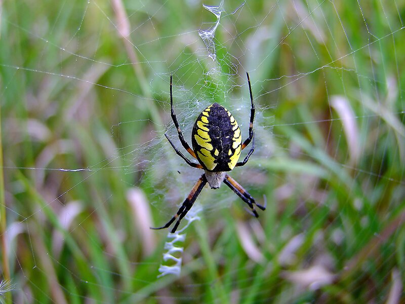 Yellow and Black Spider