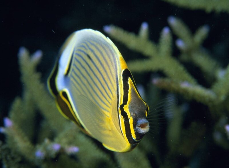 Yellow and black striped fish