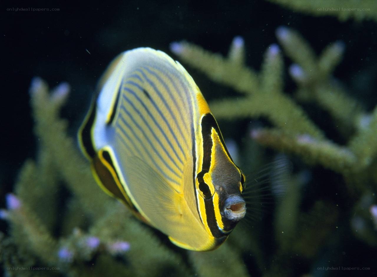 Yellow and black striped fish