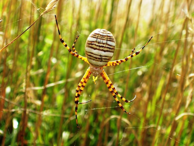Yellow and Black Striped Spider