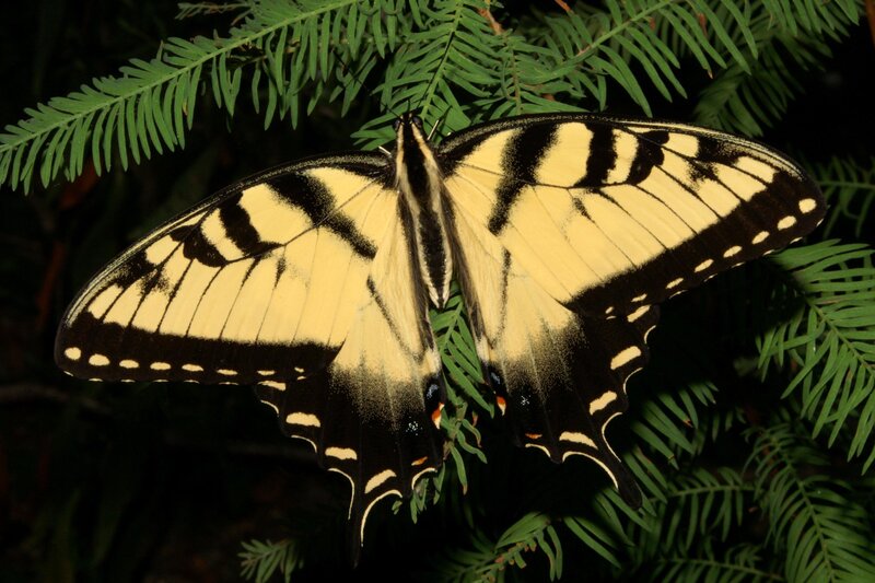 Yellow and Black Swallowtail Butterfly — Natural