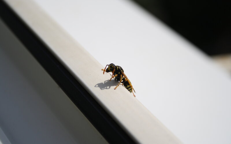 Yellow and Black Wasp — Calm
