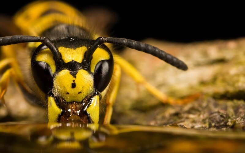 Yellow and Black Wasp — Dramatic