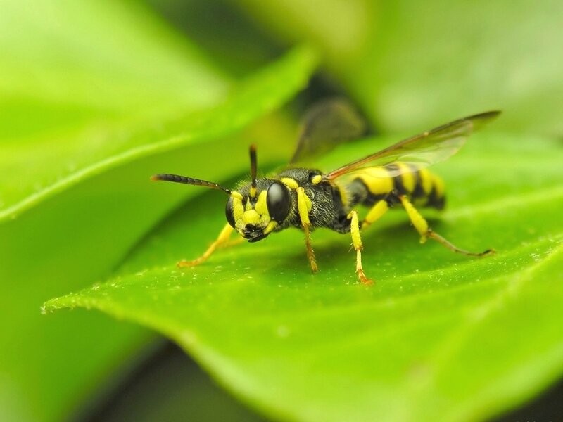 Yellow and Black Wasp — Green, Calm