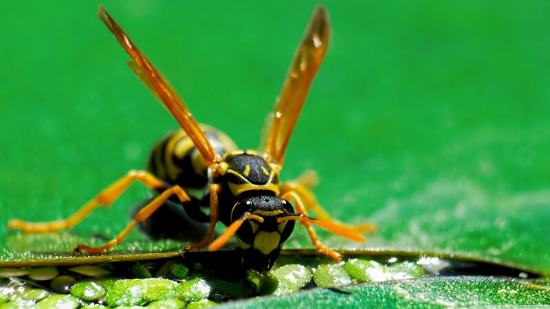 Yellow and Black Wasp — Green, Natural