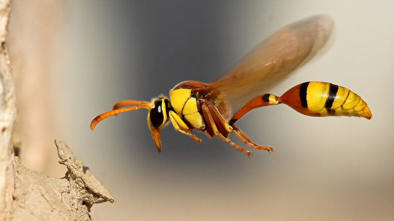 Yellow and Black Wasp — Natural, Afternoon, Photograph, Wing, Antenna
