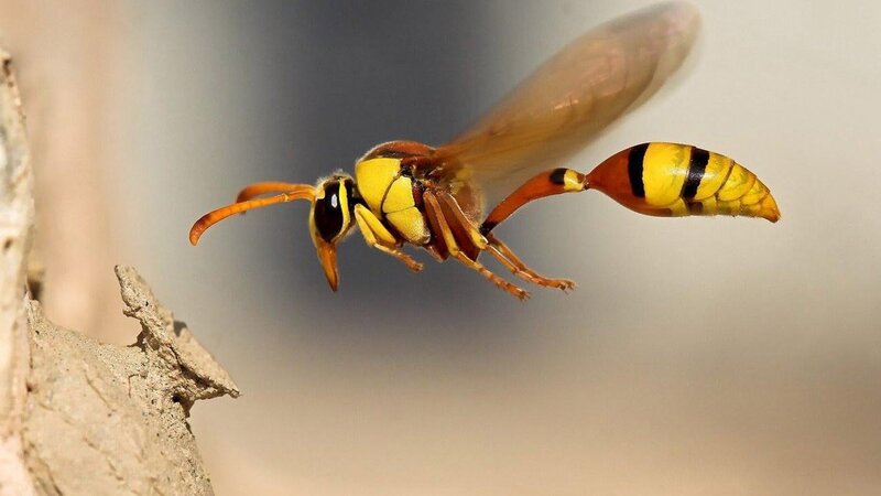 Yellow and Black Wasp — Natural, Afternoon, Photograph, Wings, Antennae