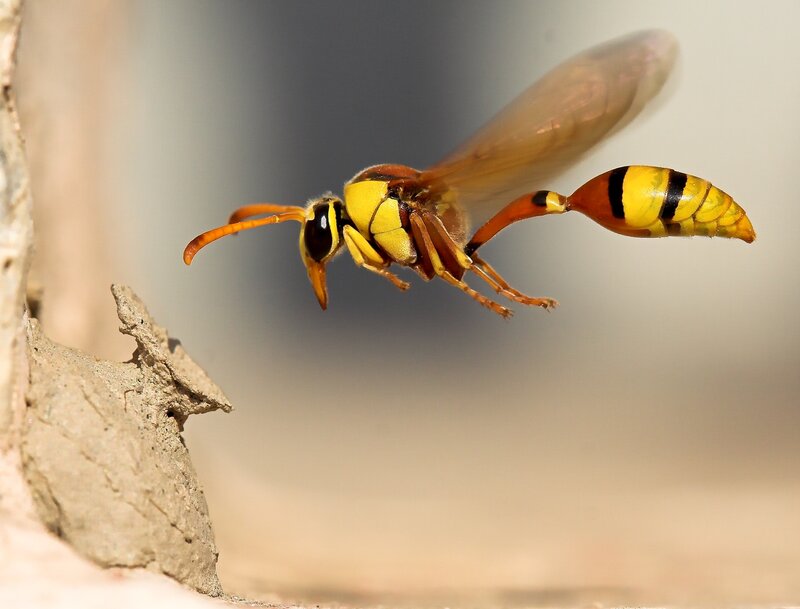 Yellow and Black Wasp — Natural, Afternoon, Photograph, Wings