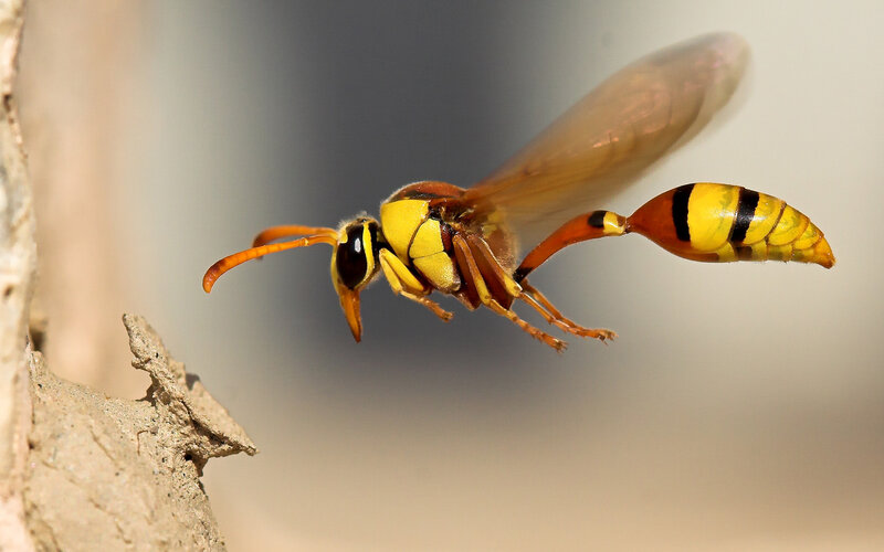Yellow and Black Wasp — Natural, Afternoon