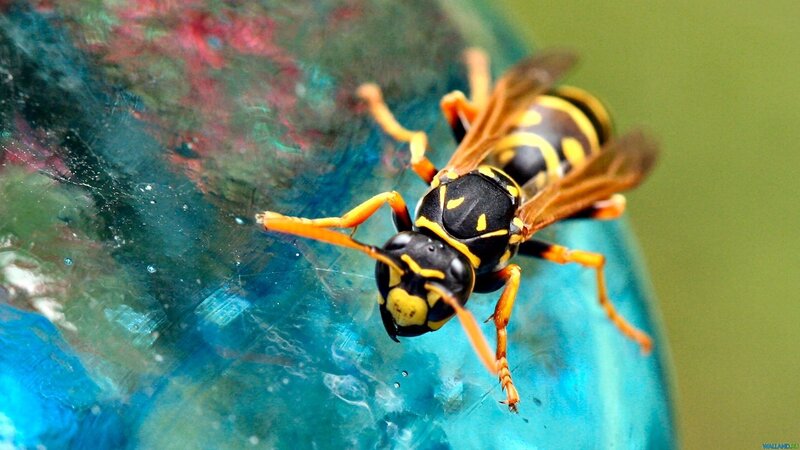Yellow and Black Wasp — Natural, Photograph