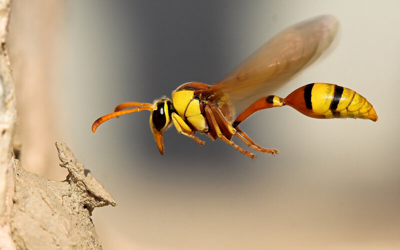 Yellow and Black Wasp — Natural, Photograph, Wing