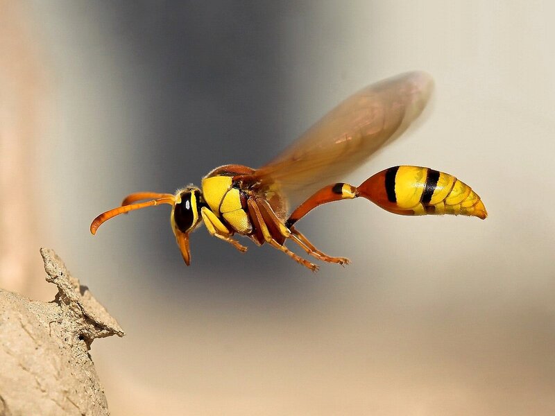 Yellow and Black Wasp — Natural