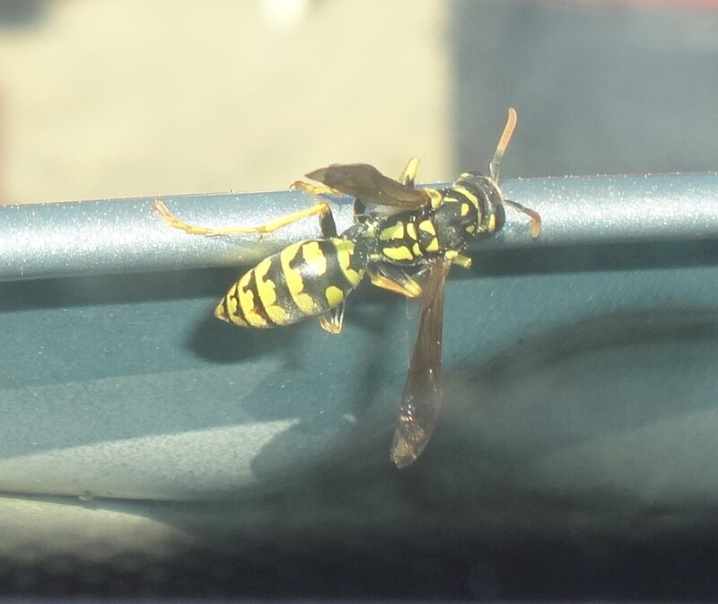 Yellow and Black Wasp — Neutral