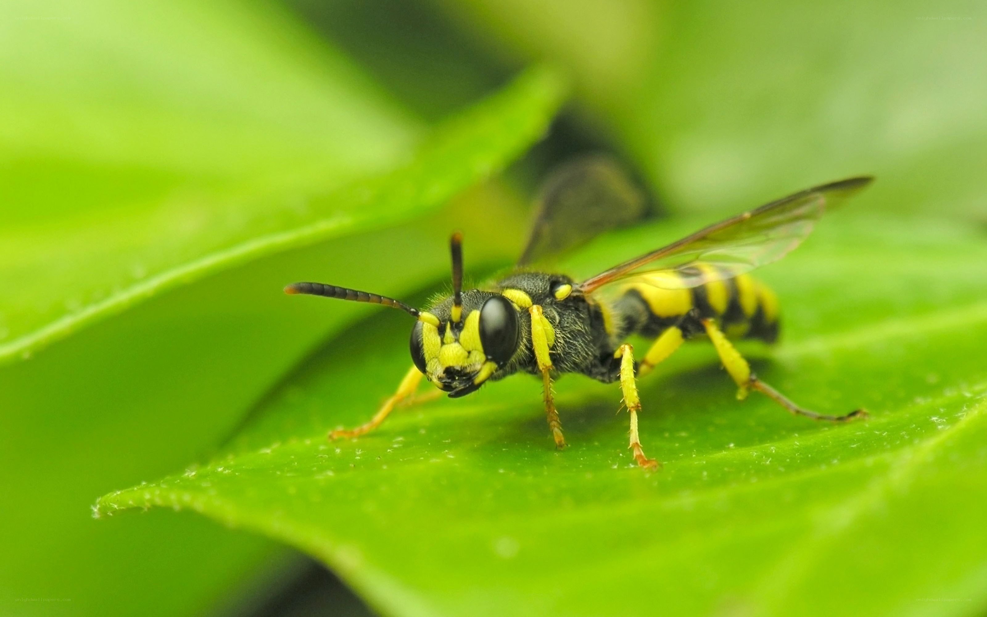 yellow and black wasp on leaf