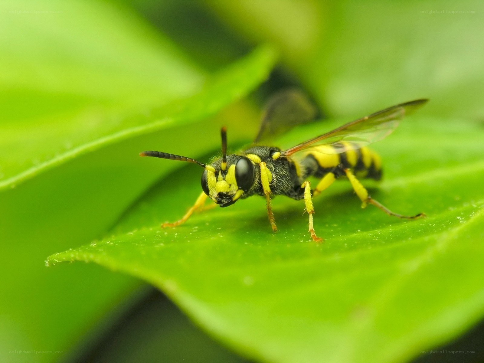 yellow and black wasp on leaf