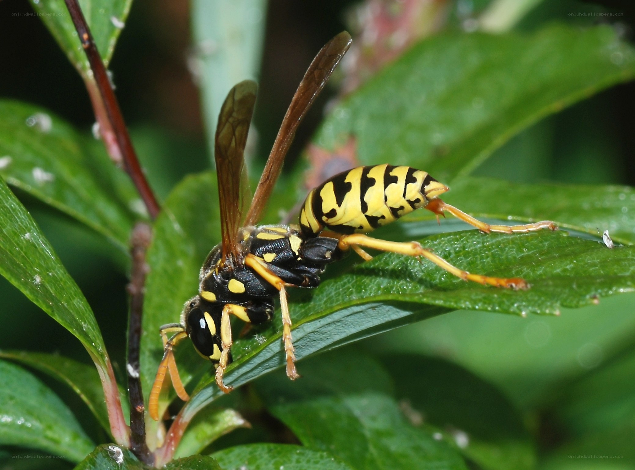 yellow and black wasp on leaf