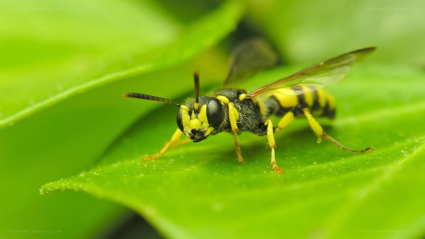 yellow and black wasp on leaf