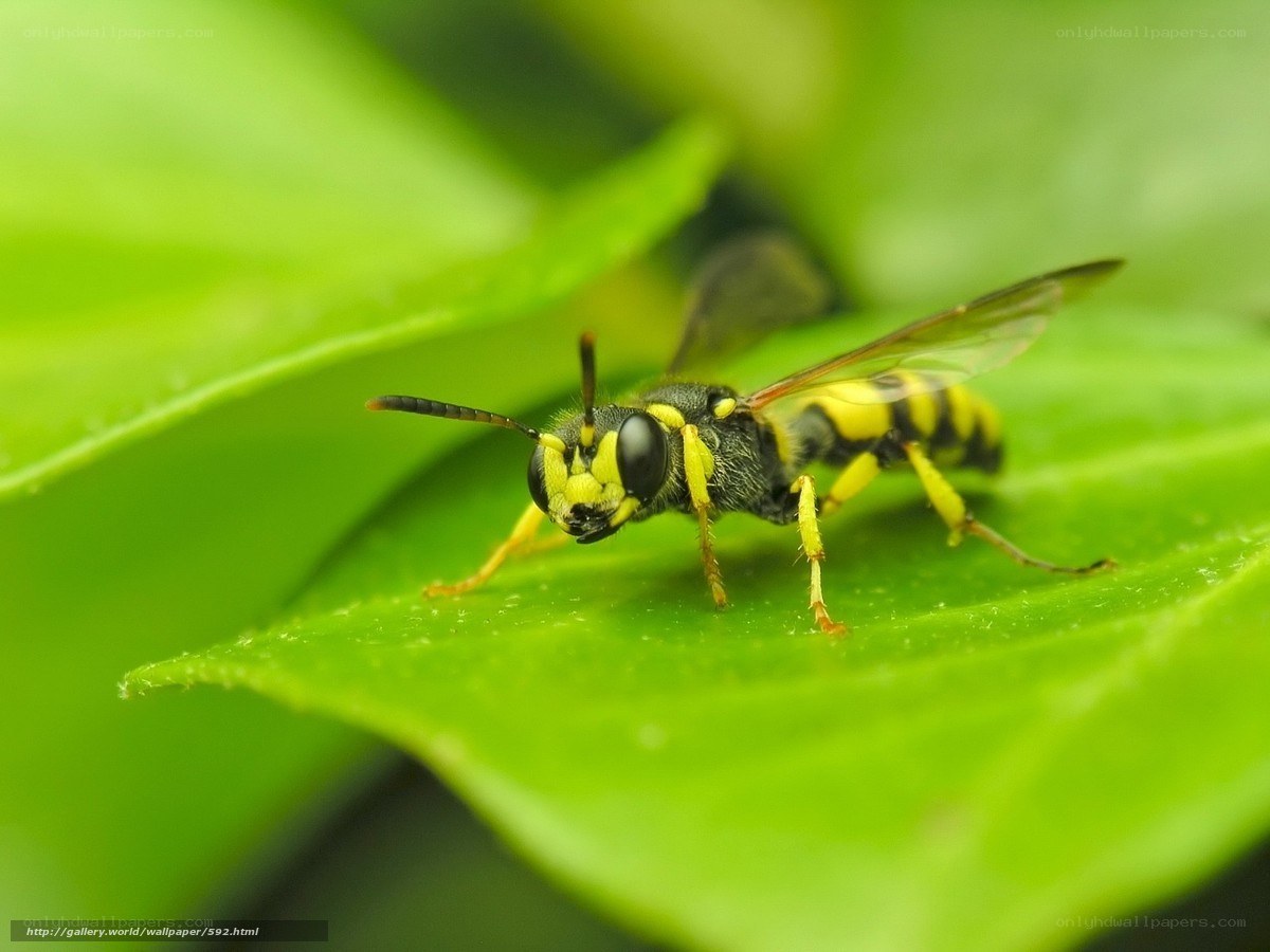 yellow and black wasp on leaf