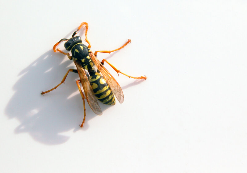 yellow and black wasp