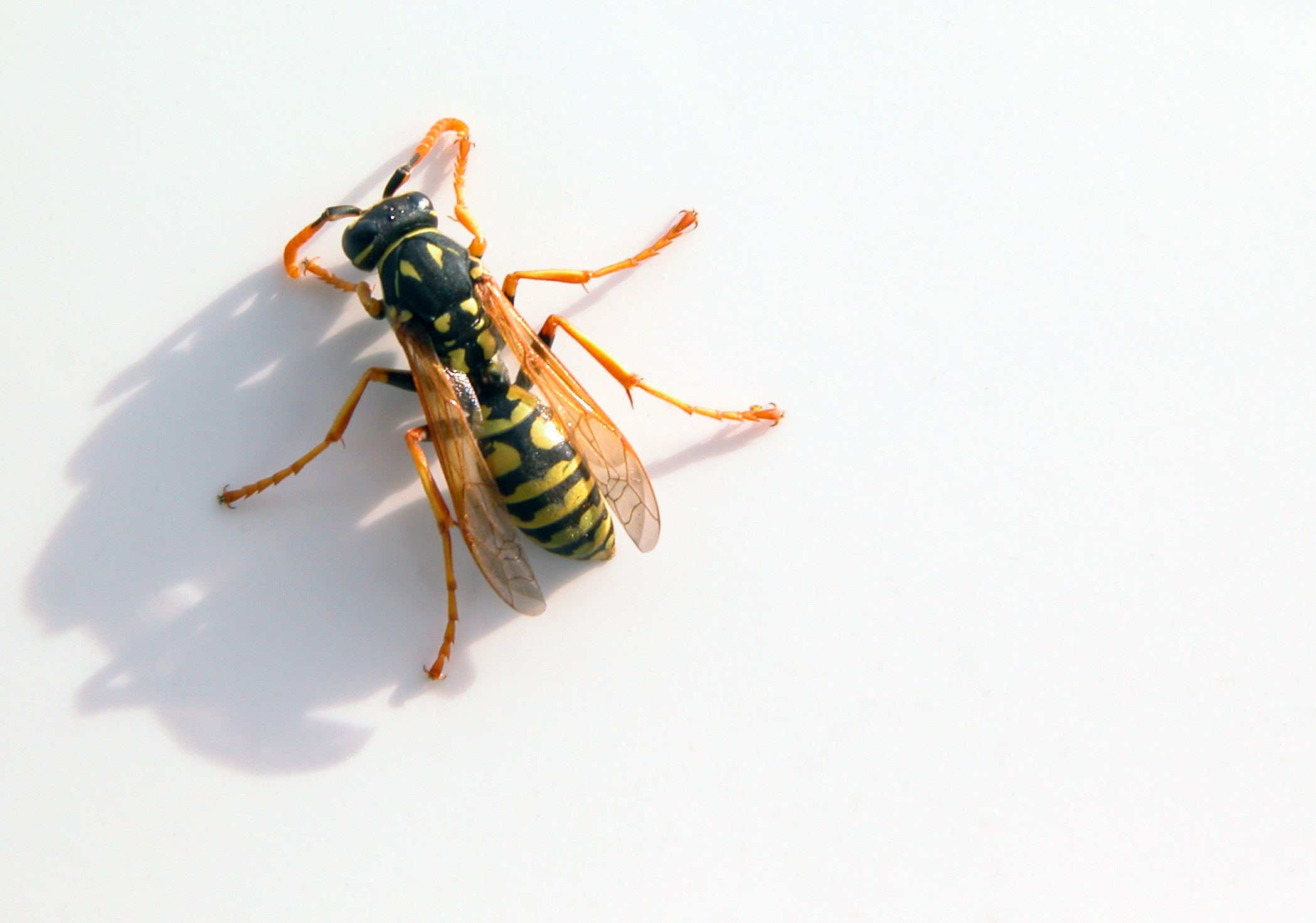 yellow and black wasp