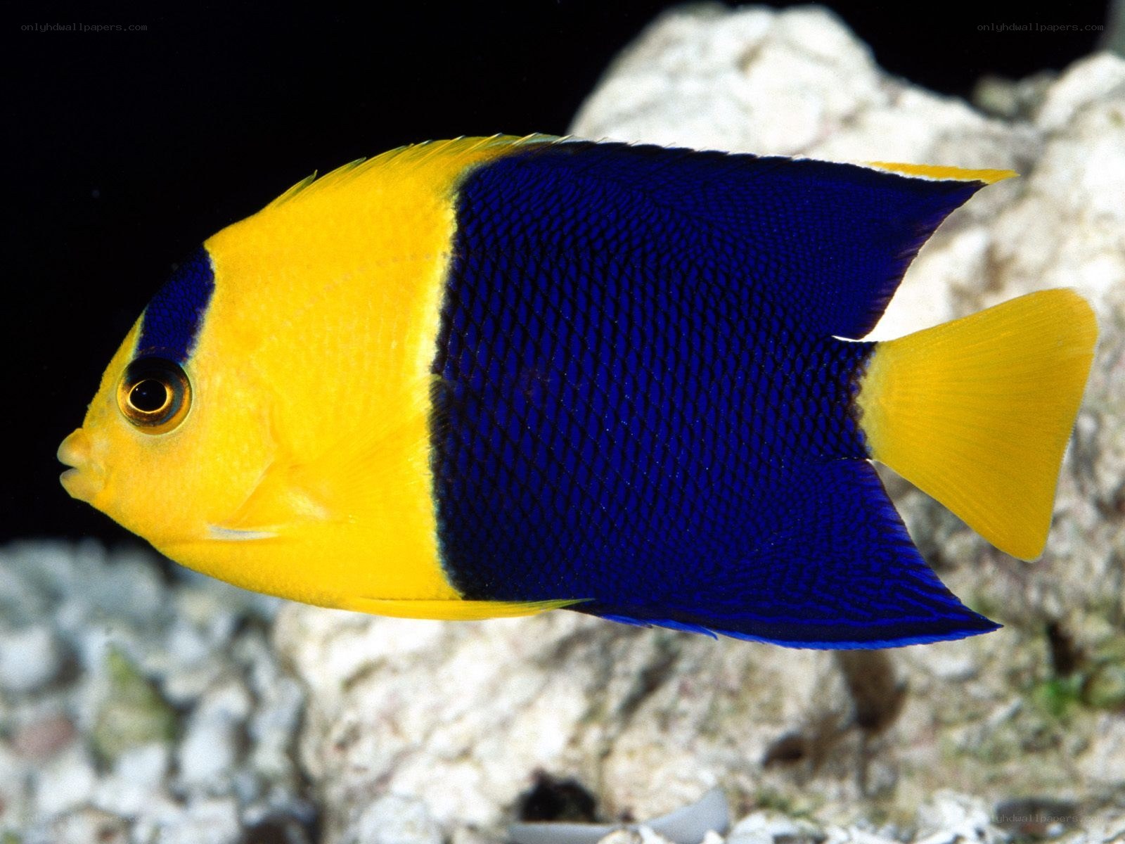 yellow and blue angelfish