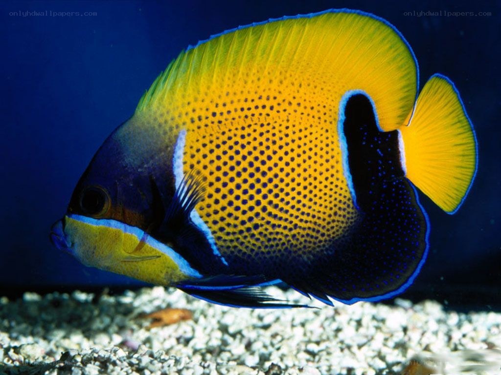 yellow and blue angelfish