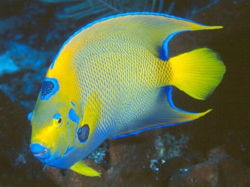 yellow and blue angelfish
