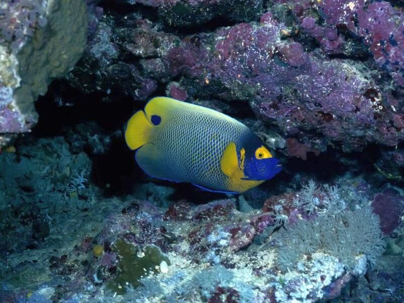 Yellow-and-blue Angelfish — Blue, Calm