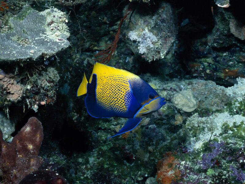 Yellow-and-blue Angelfish — Blue, Serene