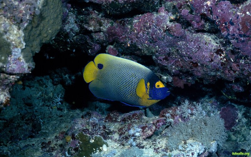 Yellow-and-blue Angelfish — Blue