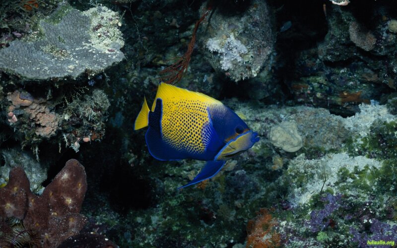 Yellow and Blue Angelfish — Calm, Photograph, Coral Reef