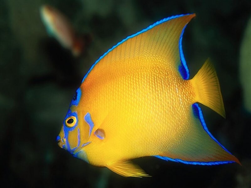 Yellow and Blue Angelfish — Calm, Photograph