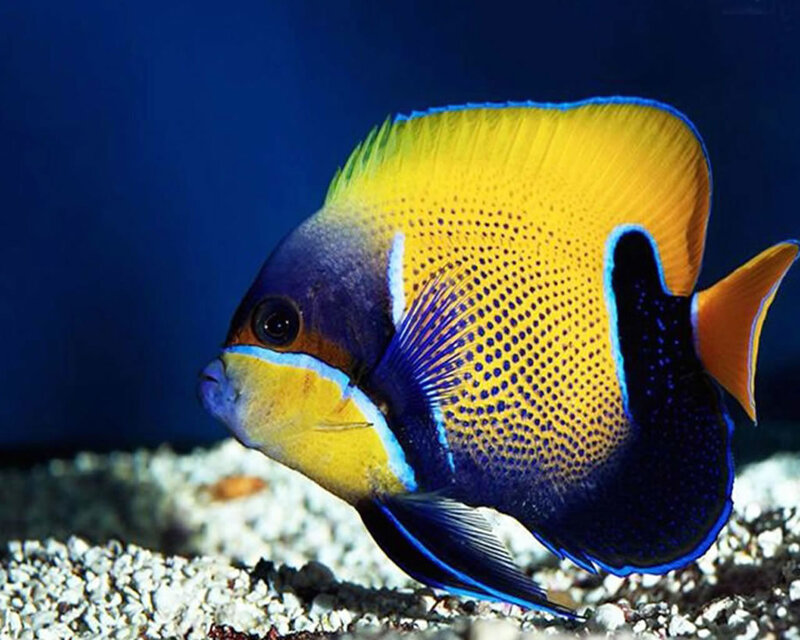 Yellow and Blue Angelfish — Calm