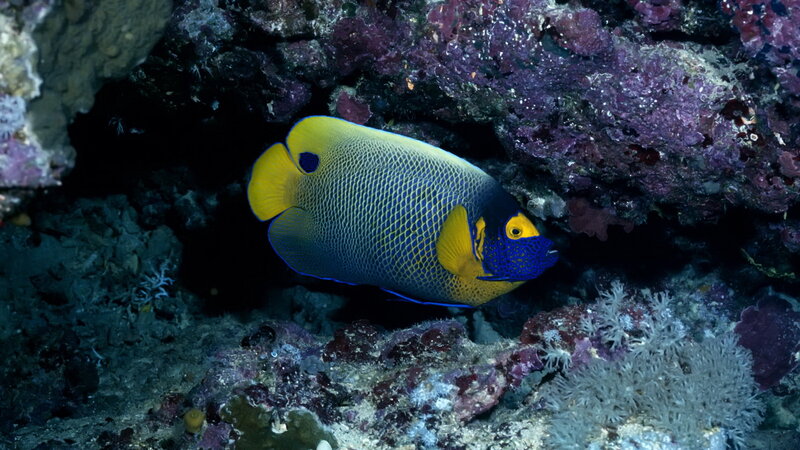 Yellow and blue angelfish in coral reef