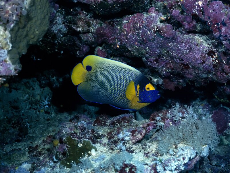 Yellow and blue angelfish in coral