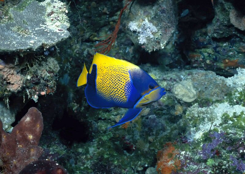 Yellow and Blue Angelfish — Natural