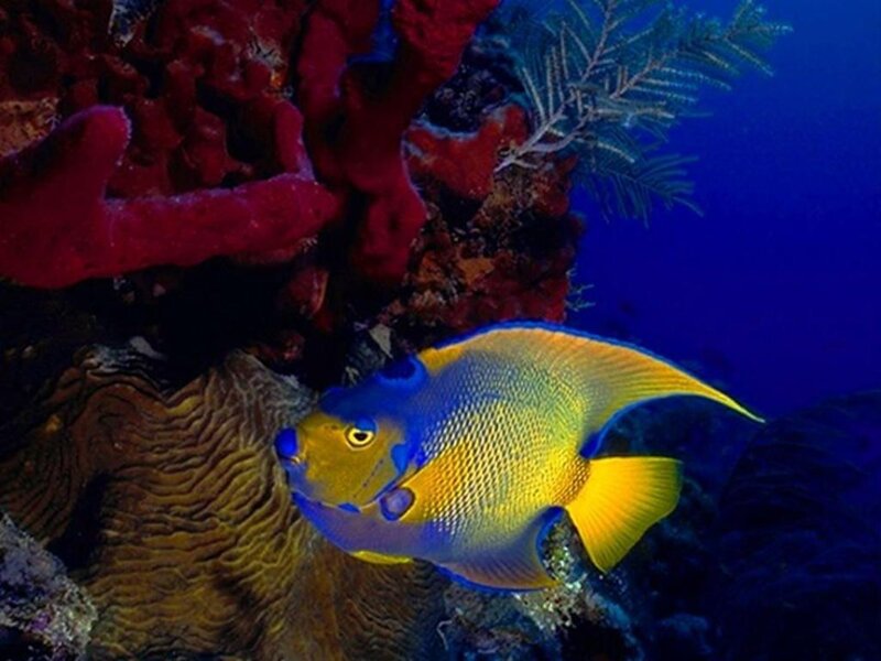 Yellow and Blue Angelfish — Serene