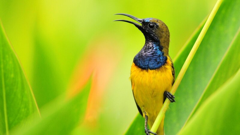 Yellow and Blue Bird — Green, Natural